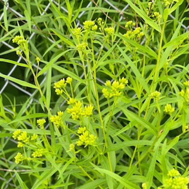 Flat-topped Goldenrod