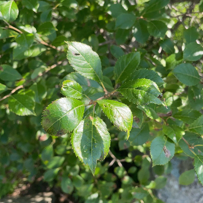 Some kind of holly