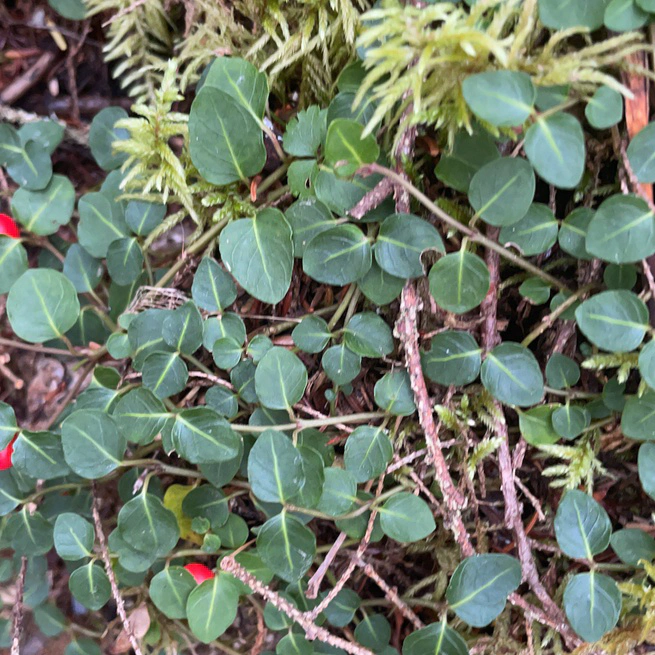 Partridgeberry