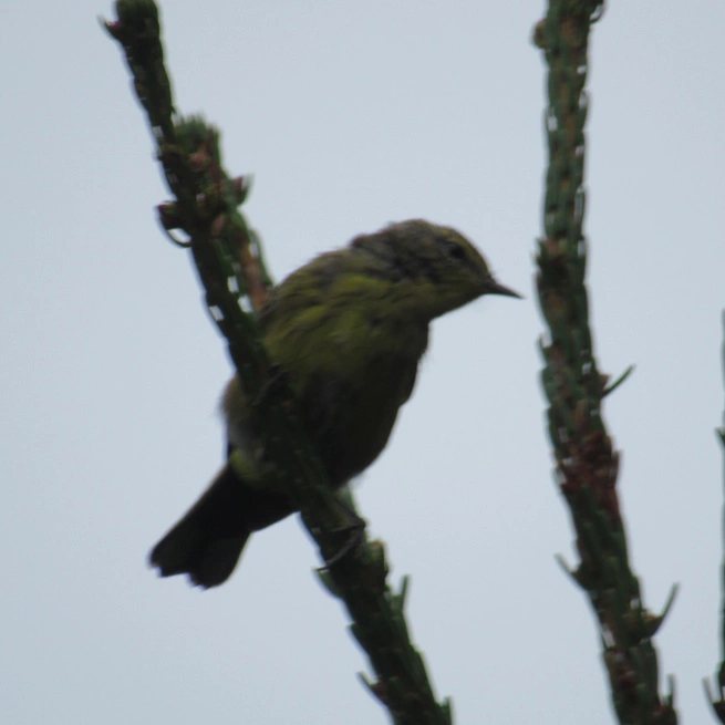 Confusing fall warblers