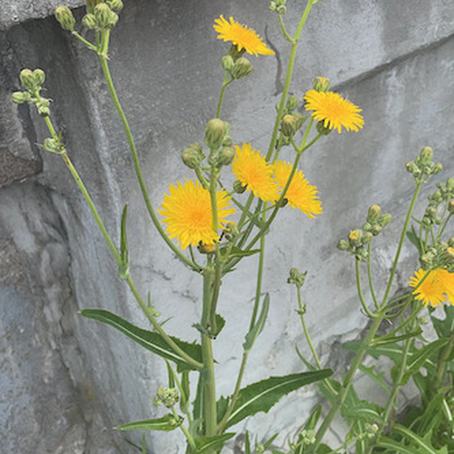 Perennial Sow Thistle