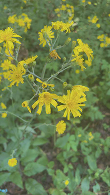 hawkweed