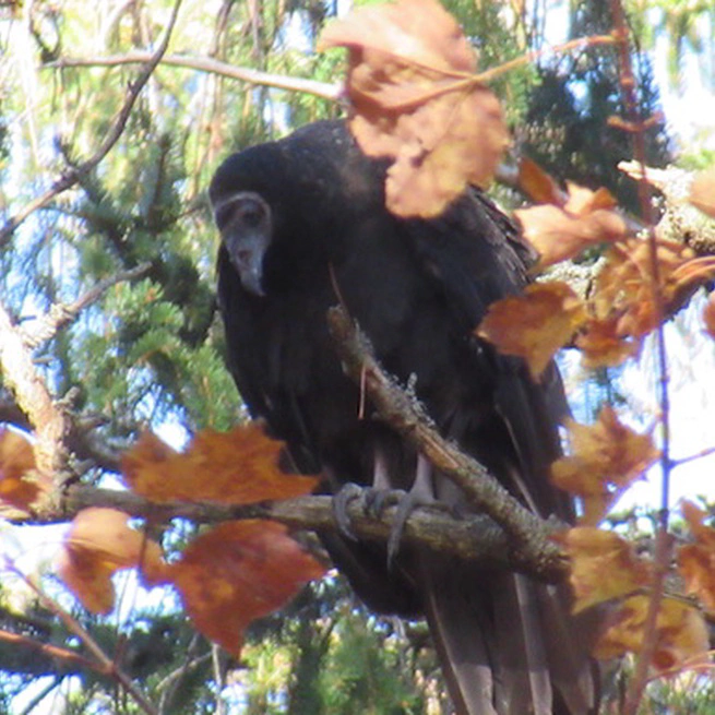 The Woodland Vulture