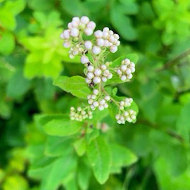 White Meadowsweet