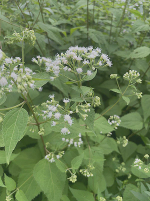 white snakeroot