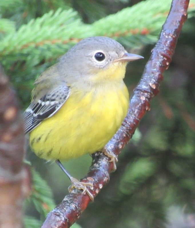 A magnolia warbler